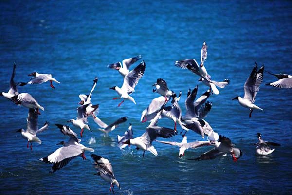 鳥(niǎo)島.jpg